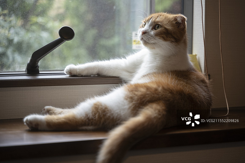 春卷与弟弟图片素材