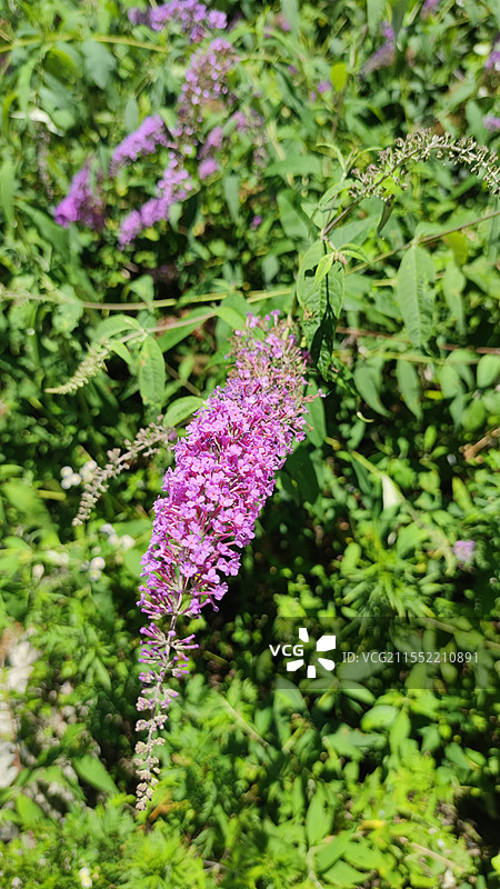 高山生长的野生有毒植物醉鱼草有毒图片素材