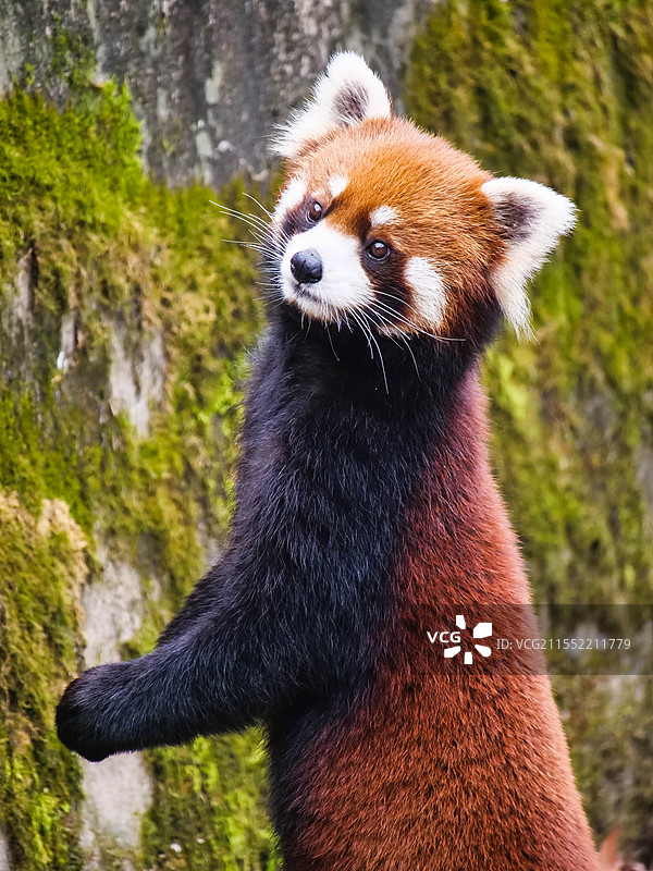 站立回头的漂亮小熊猫抓拍图片素材