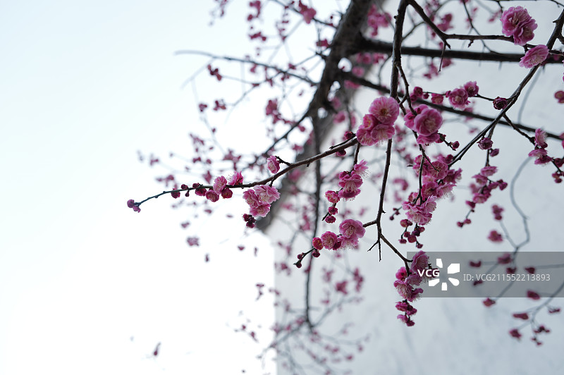 上海松江-广富林文化遗址，2月梅花图片素材