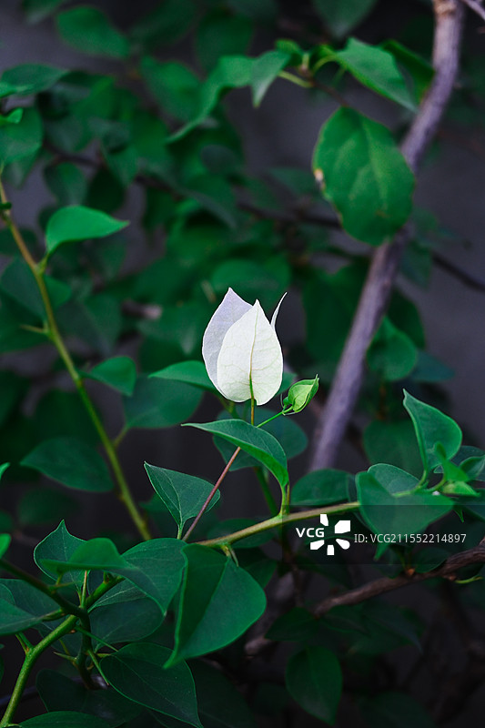 白色三角梅特写图片素材
