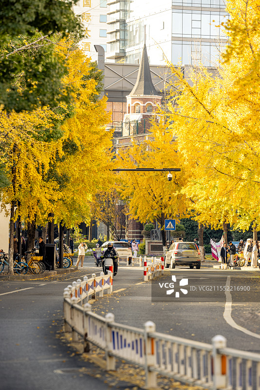 银杏与欧式建筑--杭州清吟街秋日银杏街景图片素材