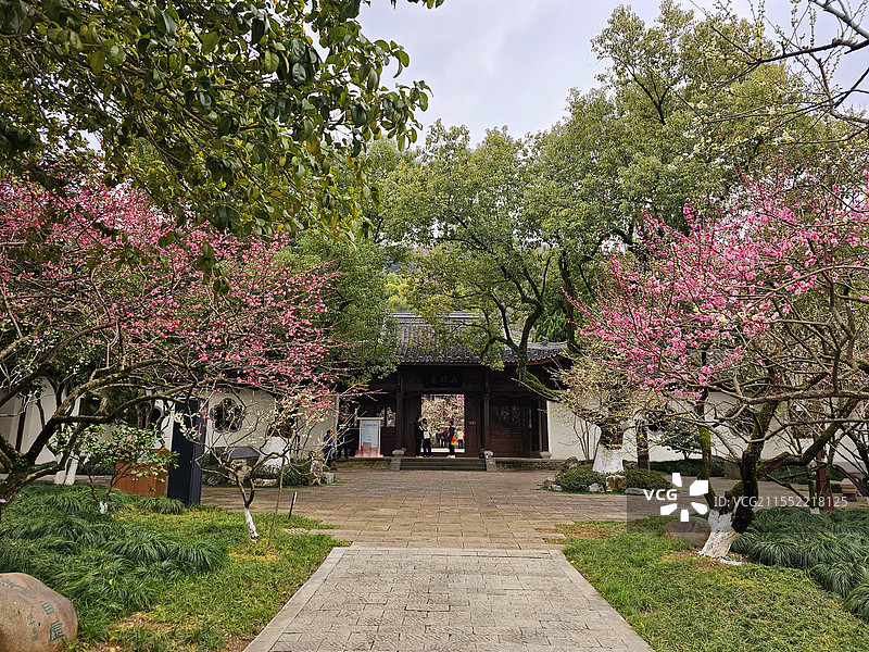 超山观梅图片素材