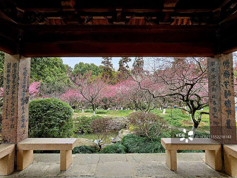 超山观梅图片素材