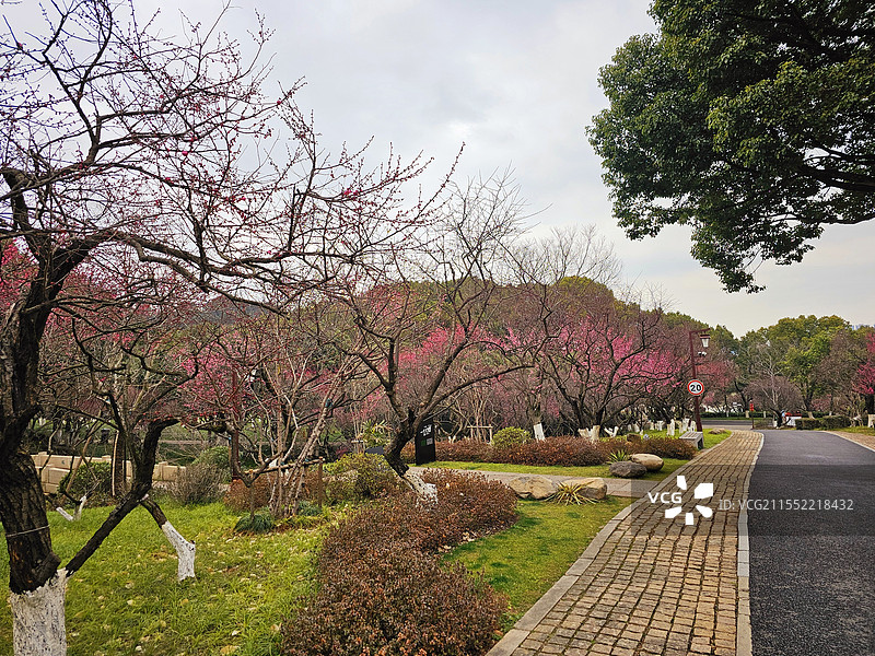 超山观梅图片素材