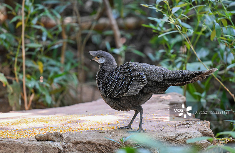 灰孔雀雉图片素材