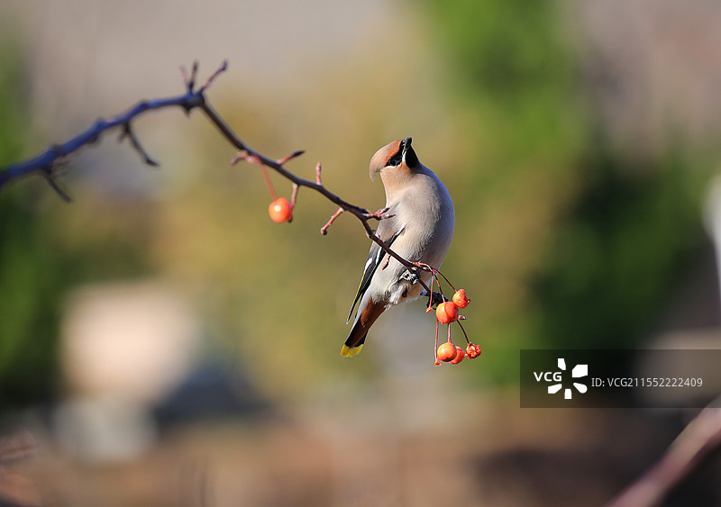 枝头上一只太平鸟图片素材
