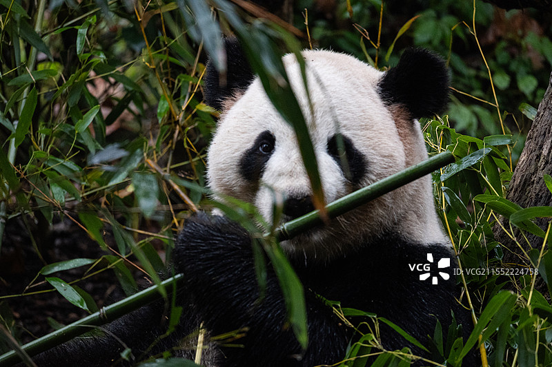 四川省都江堰市熊猫谷与熊猫的对视图片素材