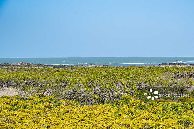 海南黄树林图片素材