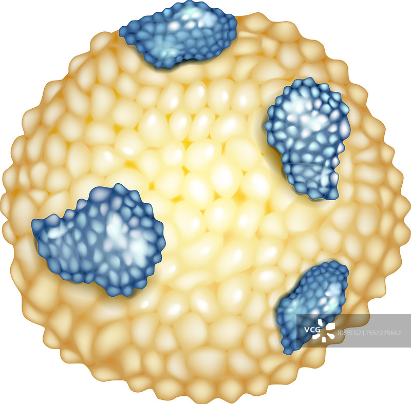 体内脂蛋白的结构与胆固醇图片素材