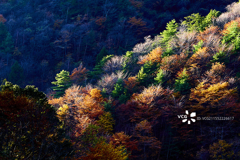 太白县秦岭黄柏塬秋色彩林图片素材