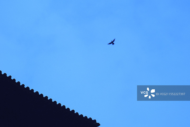 蓝天下，古老的房檐和飞鸟，简洁风景图图片素材