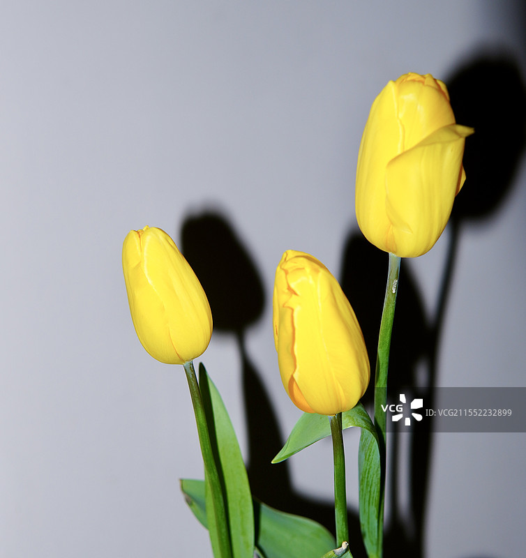 黄色郁金香 鲜花图片素材