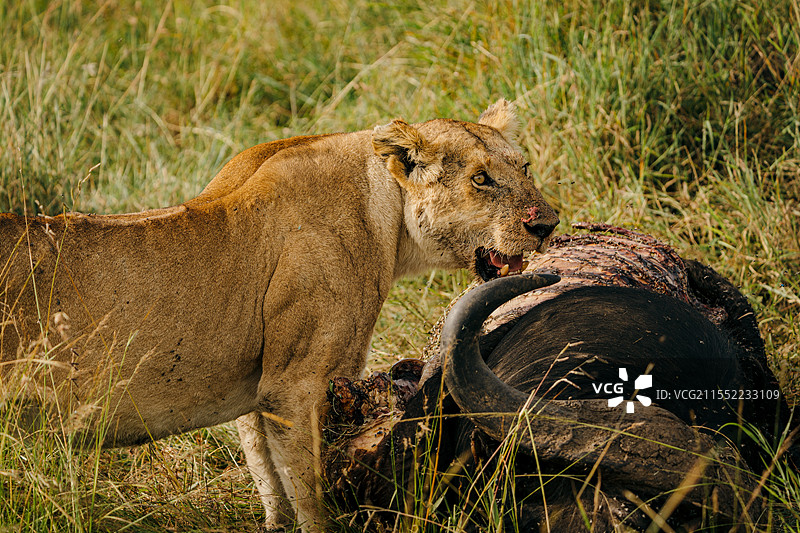 狮子王图片素材