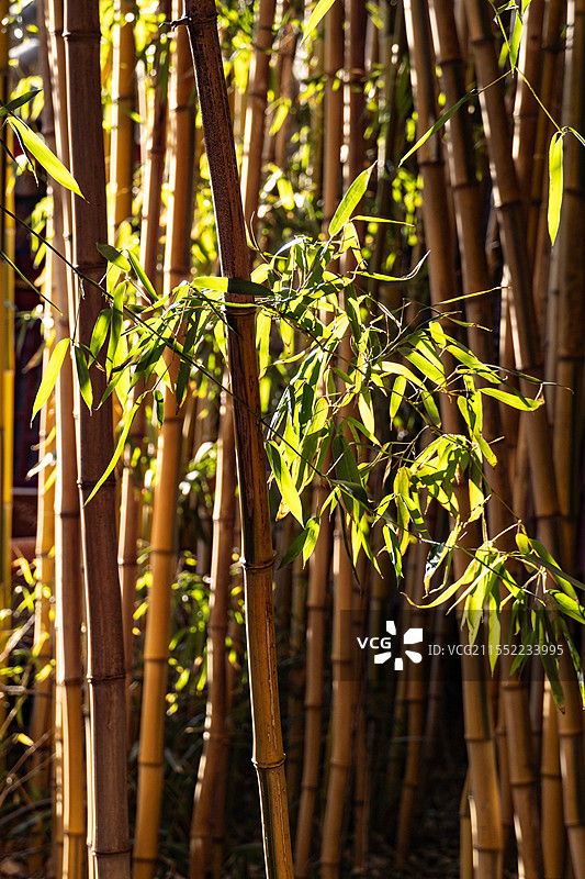 林中竹林的低角度观图片素材