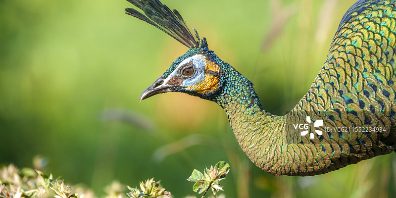 寻找食物的野生绿孔雀图片素材