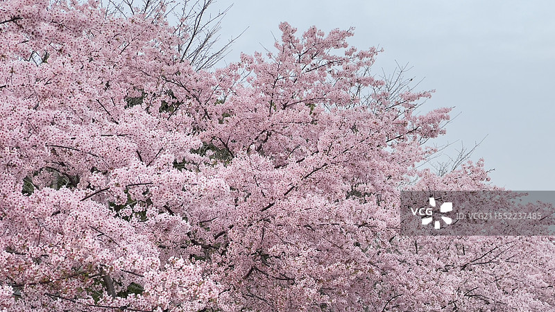 上海顾村公园盛开期的大渔樱图片素材