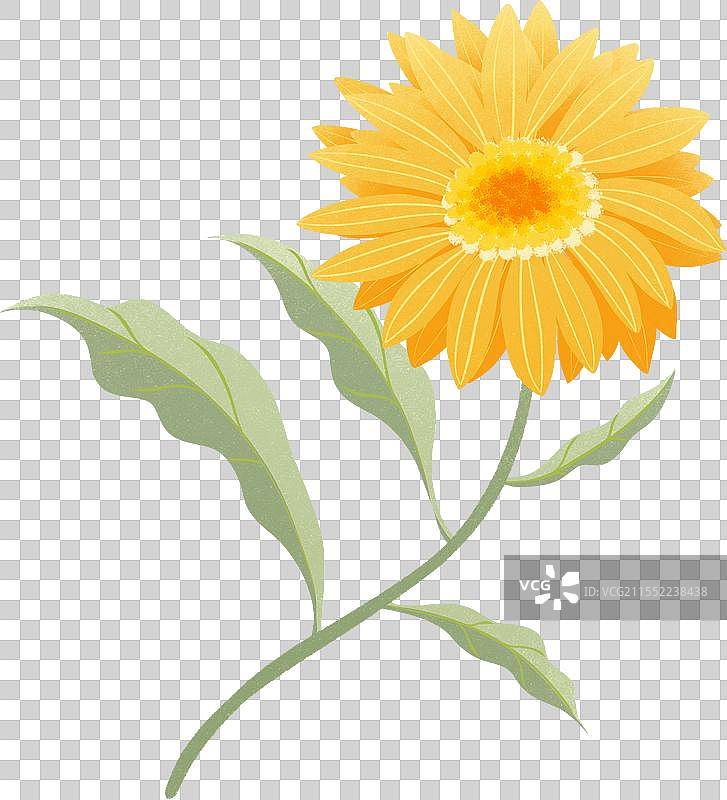 一枝洋甘菊花卉花朵黄色手绘插画图片素材