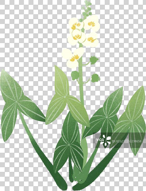一株慈姑花慈姑国风手绘插画花朵花卉水生植物图片素材