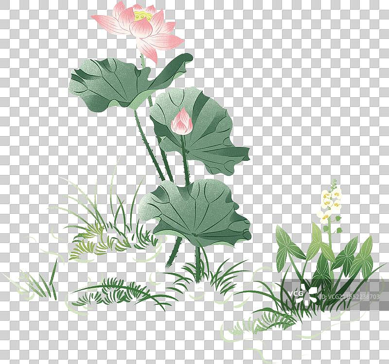 荷花慈姑夏至大暑小暑夏天植物国风手绘插画图片素材