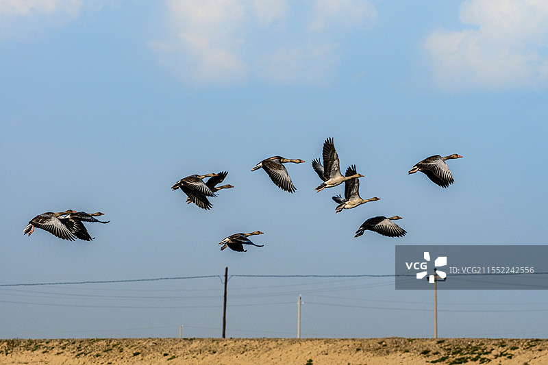 乌梁素海 起飞的鸟图片素材