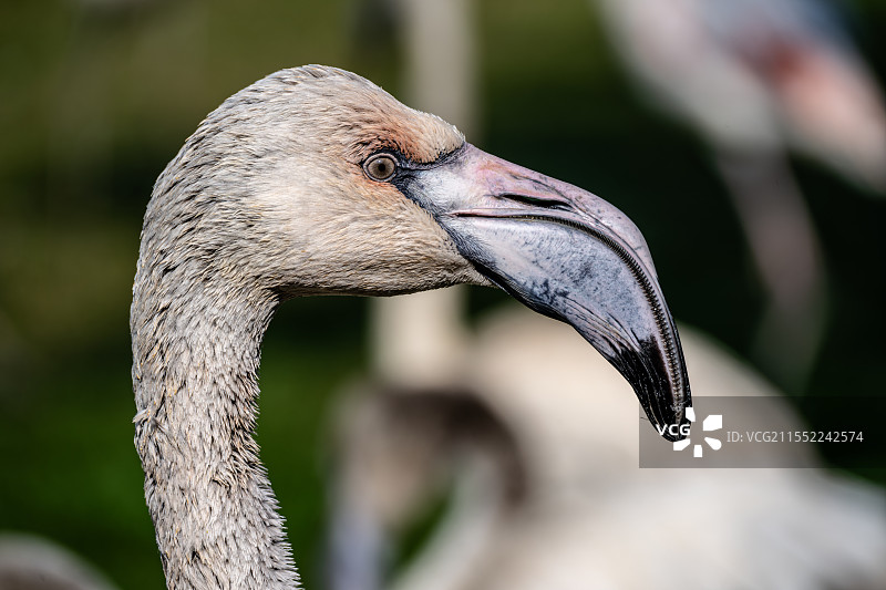 火烈鸟图片素材
