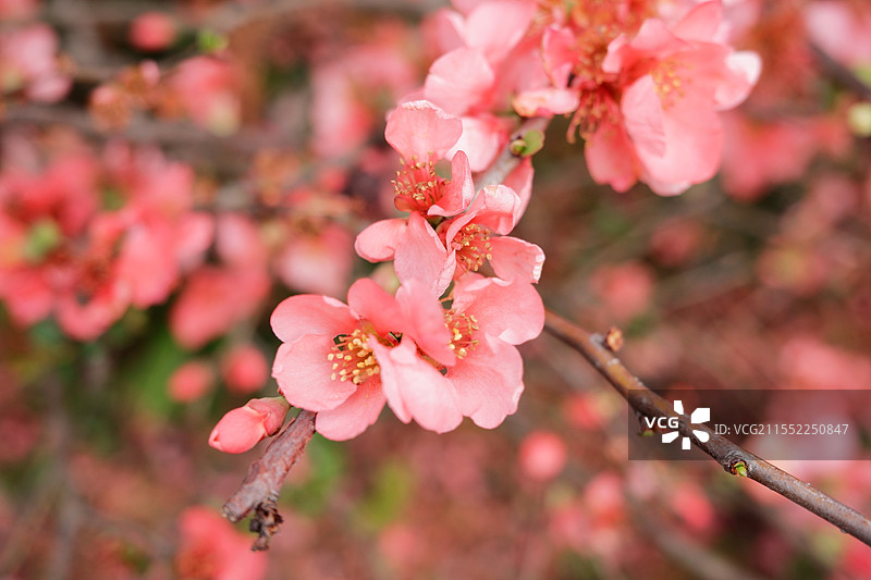 上海松江辰山植物园梅花图片素材