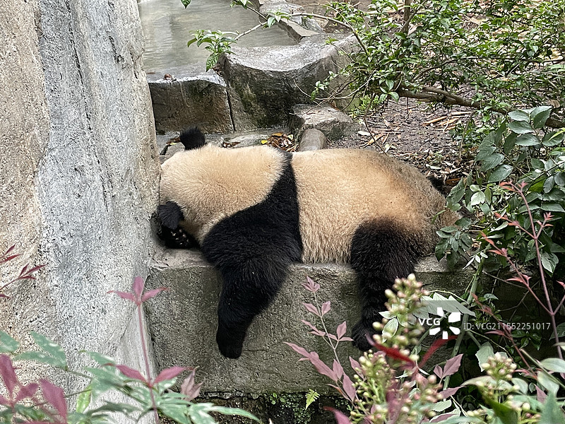 成都大熊猫基地可爱的大熊猫图片素材