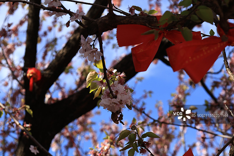 妙高寺风景区（百年杏花）图片素材