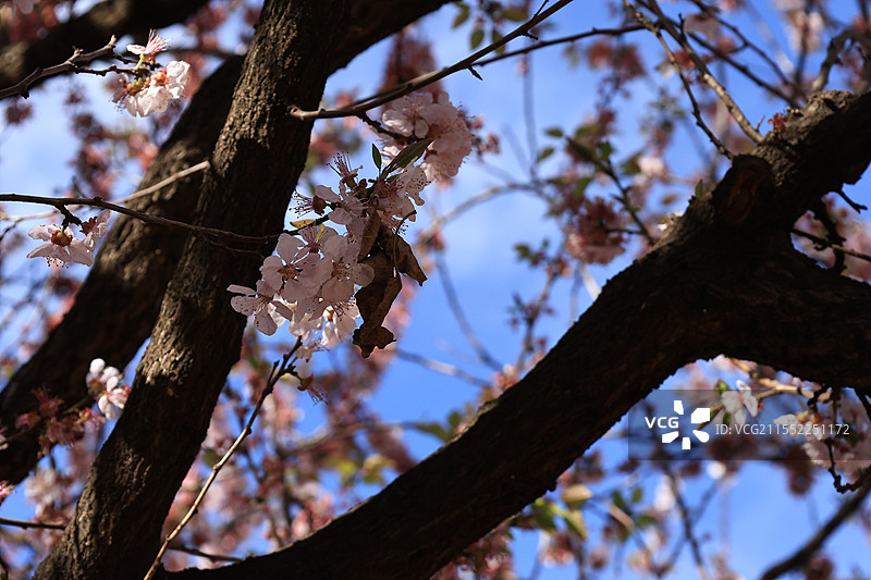 妙高寺风景区（百年杏花）图片素材
