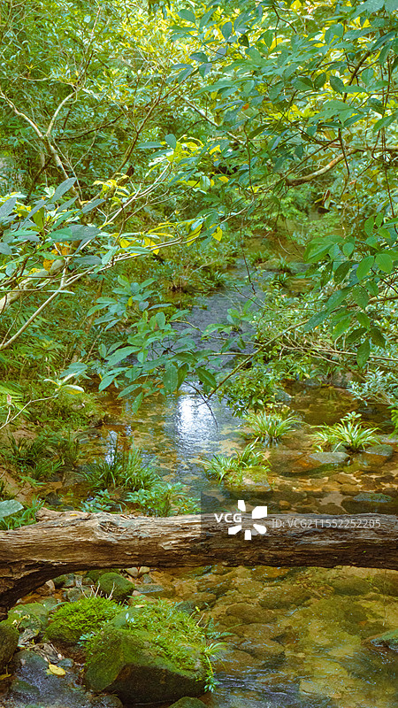 海南陵水吊罗山国家森林公园低角度森林溪流图片素材