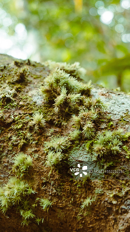 海南陵水吊罗山国家森林公园树干上苔藓的特写镜头图片素材