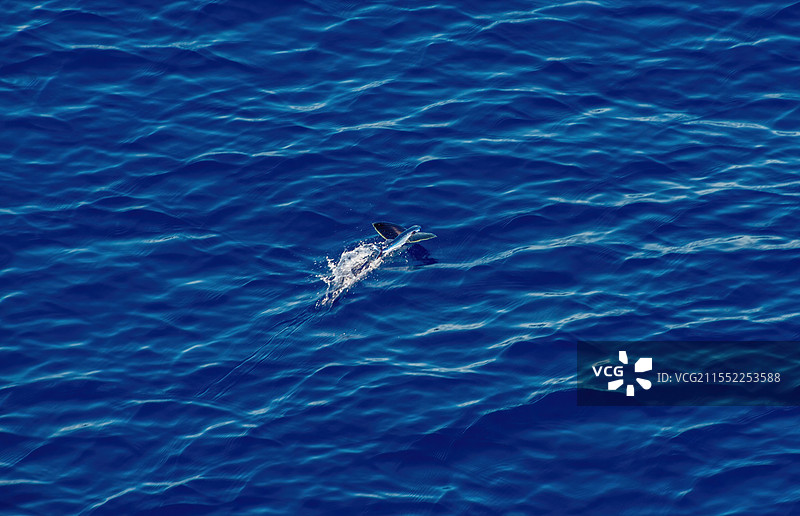 望加锡海峡的飞鱼图片素材