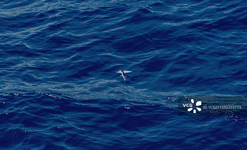 望加锡海峡的飞鱼图片素材