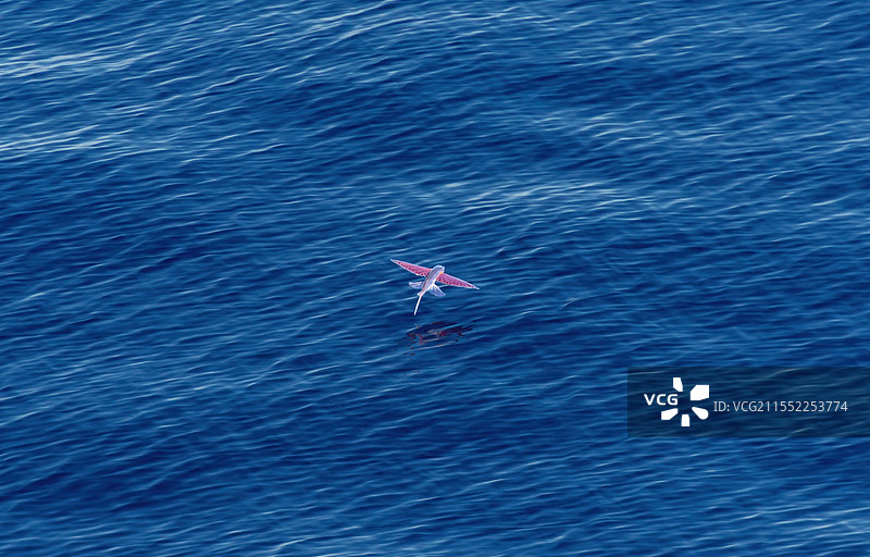 望加锡海峡的飞鱼图片素材