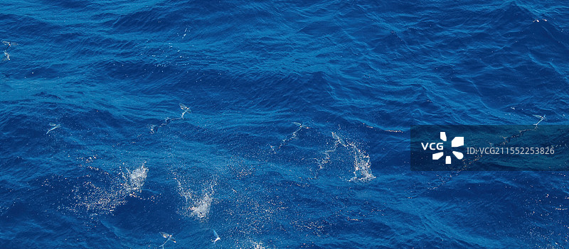 望加锡海峡的飞鱼图片素材