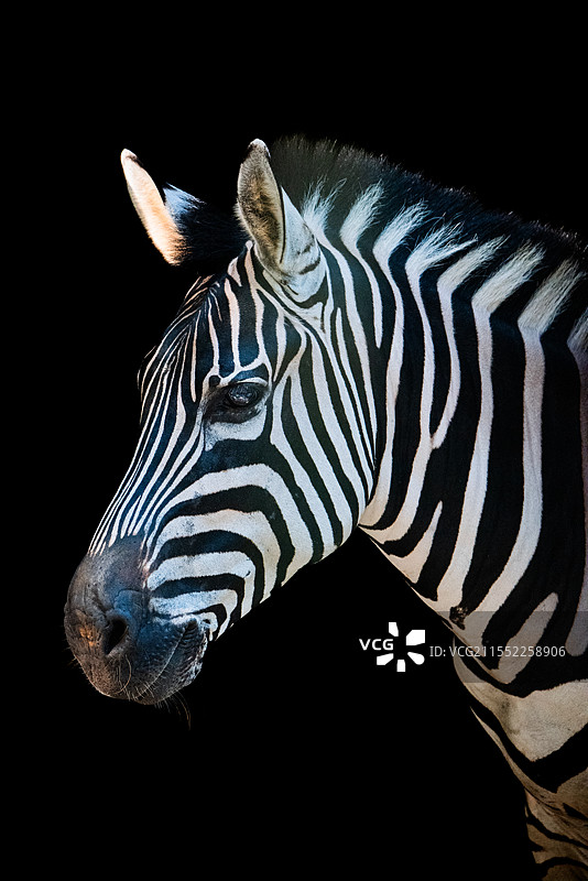 斑马的沉思图片素材