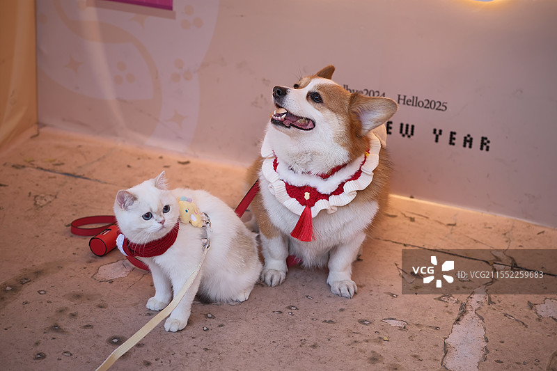 南头古城猫和狗图片素材