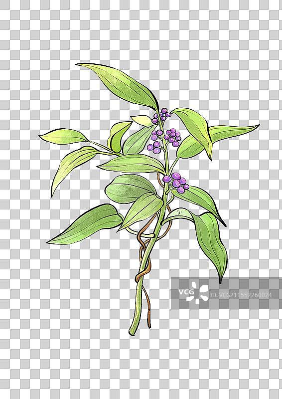 中药茯苓植株手绘元素图片素材
