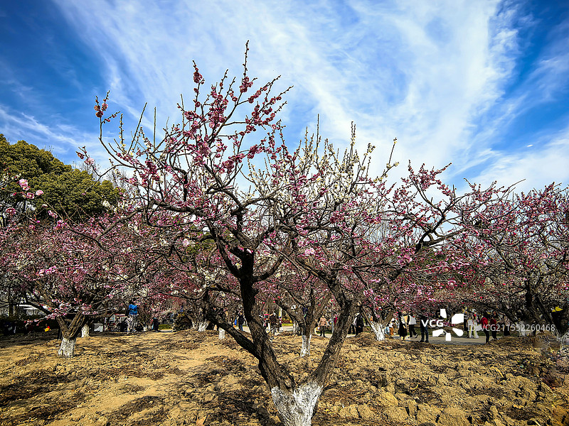 上海世纪公园的双色梅花图片素材