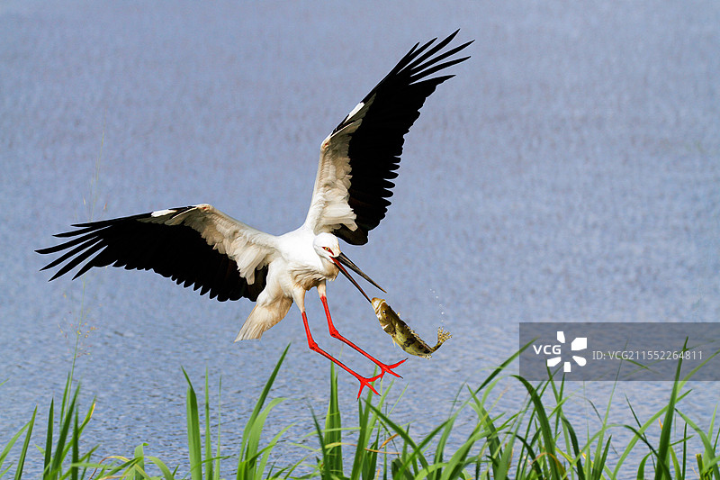 东方白鹳捕鱼国家—级得护动物#中国特有物种#鄱阳湖冬候鸟图片素材