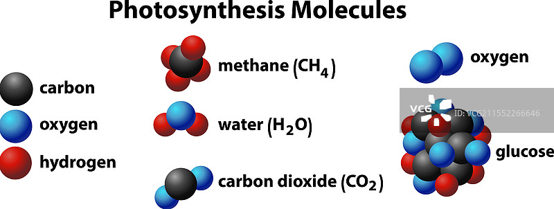 参与光合作用过程的分子图片素材