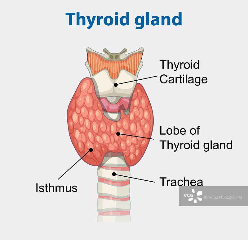 甲状腺解剖的详细信息图片素材