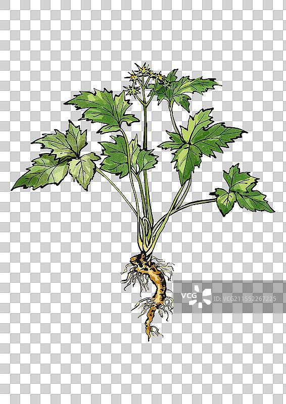 中药黄连植株手绘元素图片素材