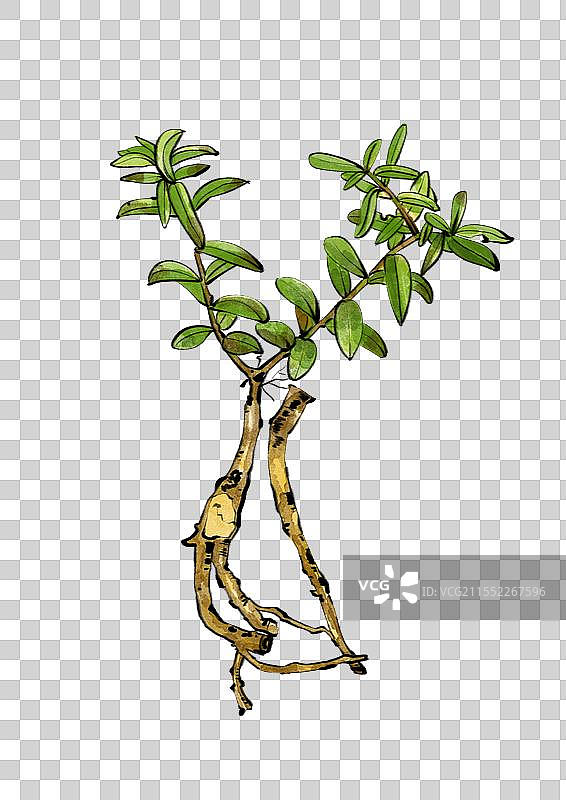 中药黄芪植株手绘元素图片素材