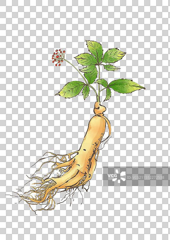 中药人参植株手绘元素图片素材