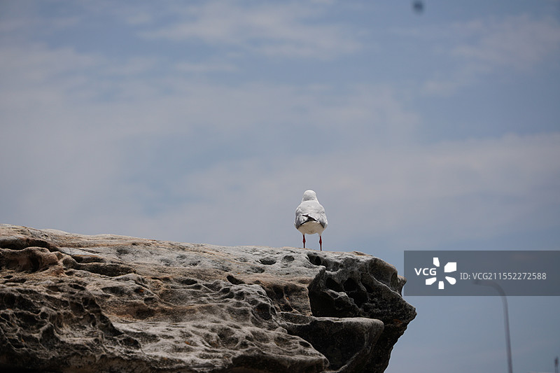 悉尼海边和市中心图片素材