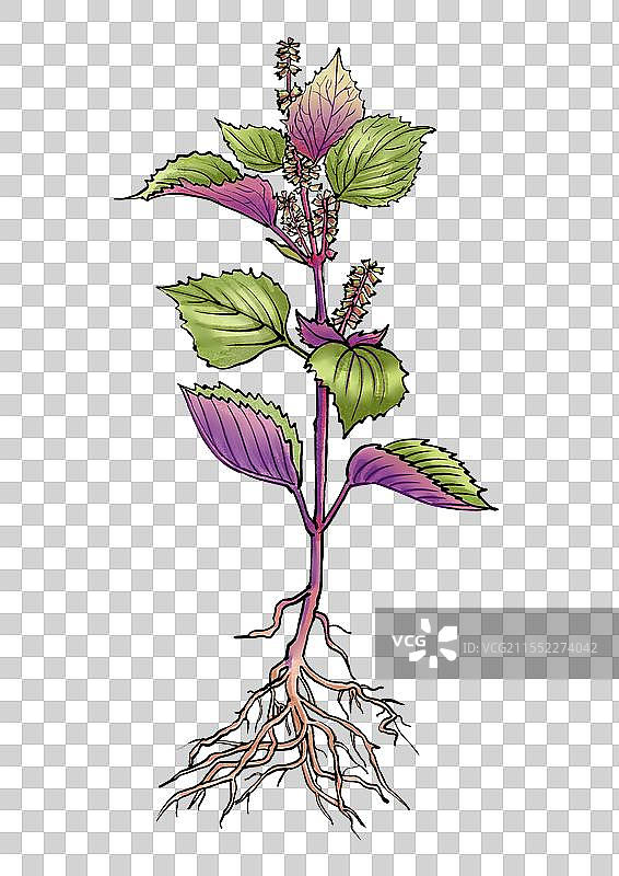 中药紫苏植株手绘元素图片素材