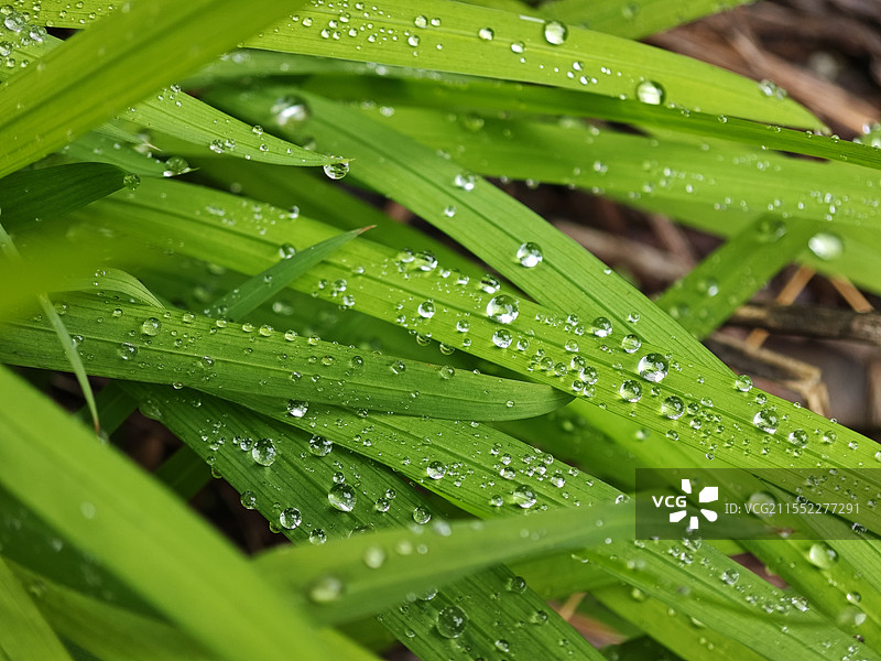 绿草水滴图片素材
