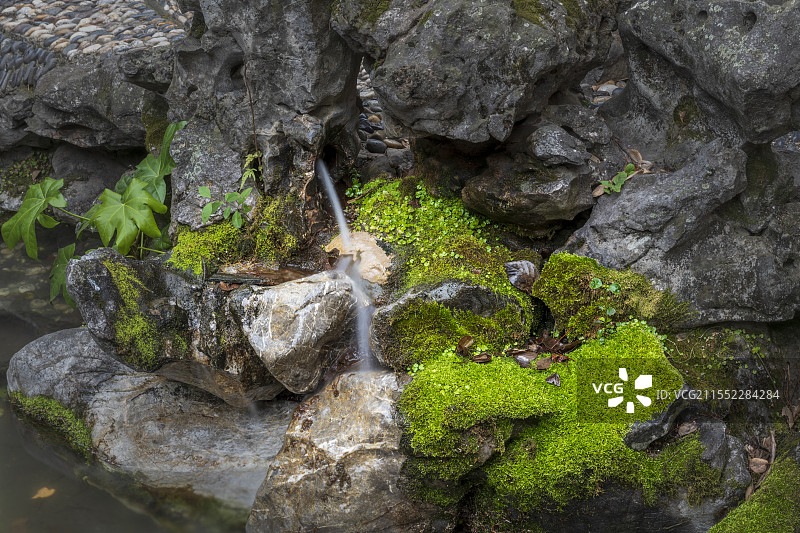 岩石上苔藓的特写镜头图片素材
